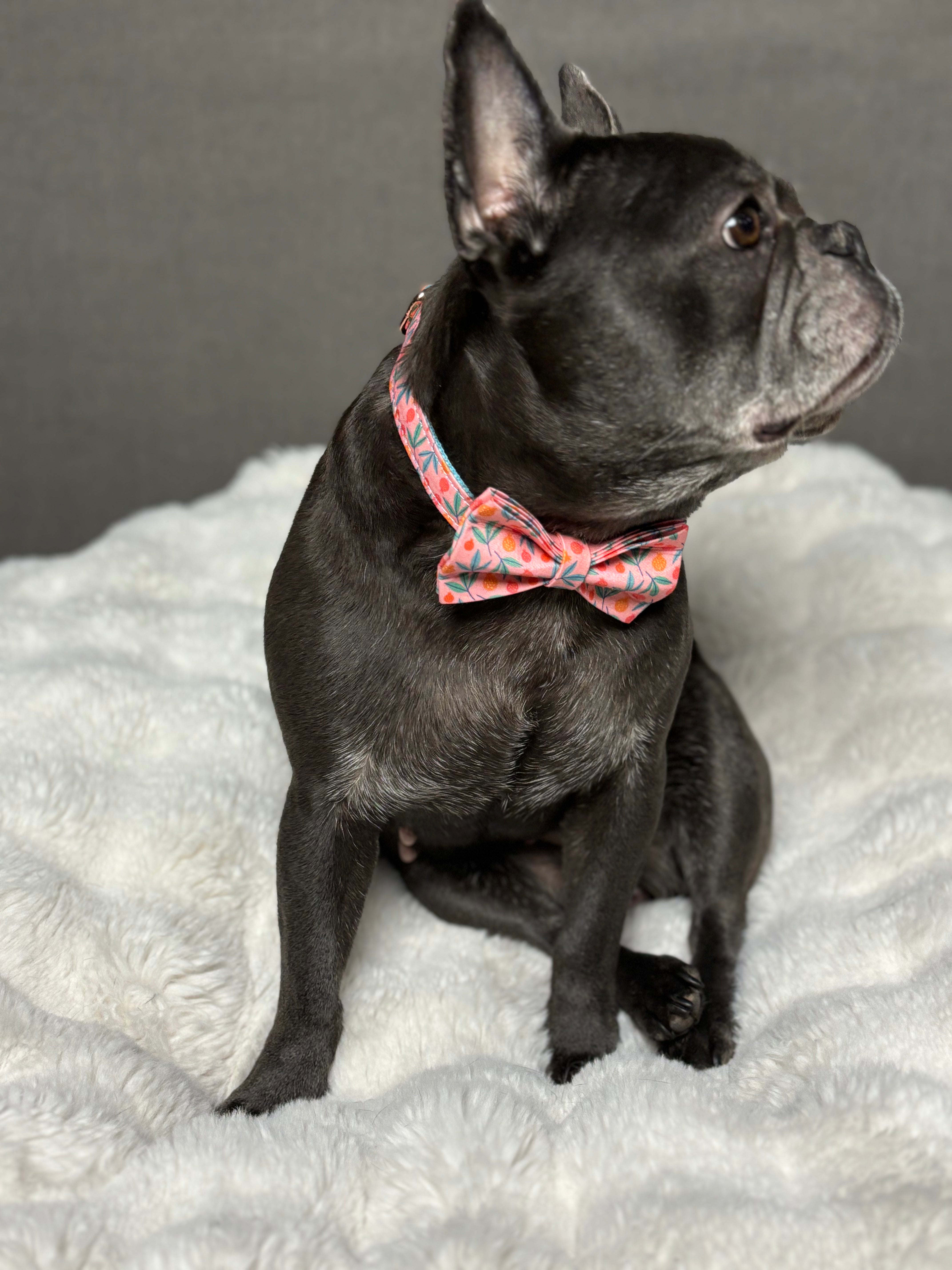 🍑 BERRY BLOSSOM COLLAR & BOW