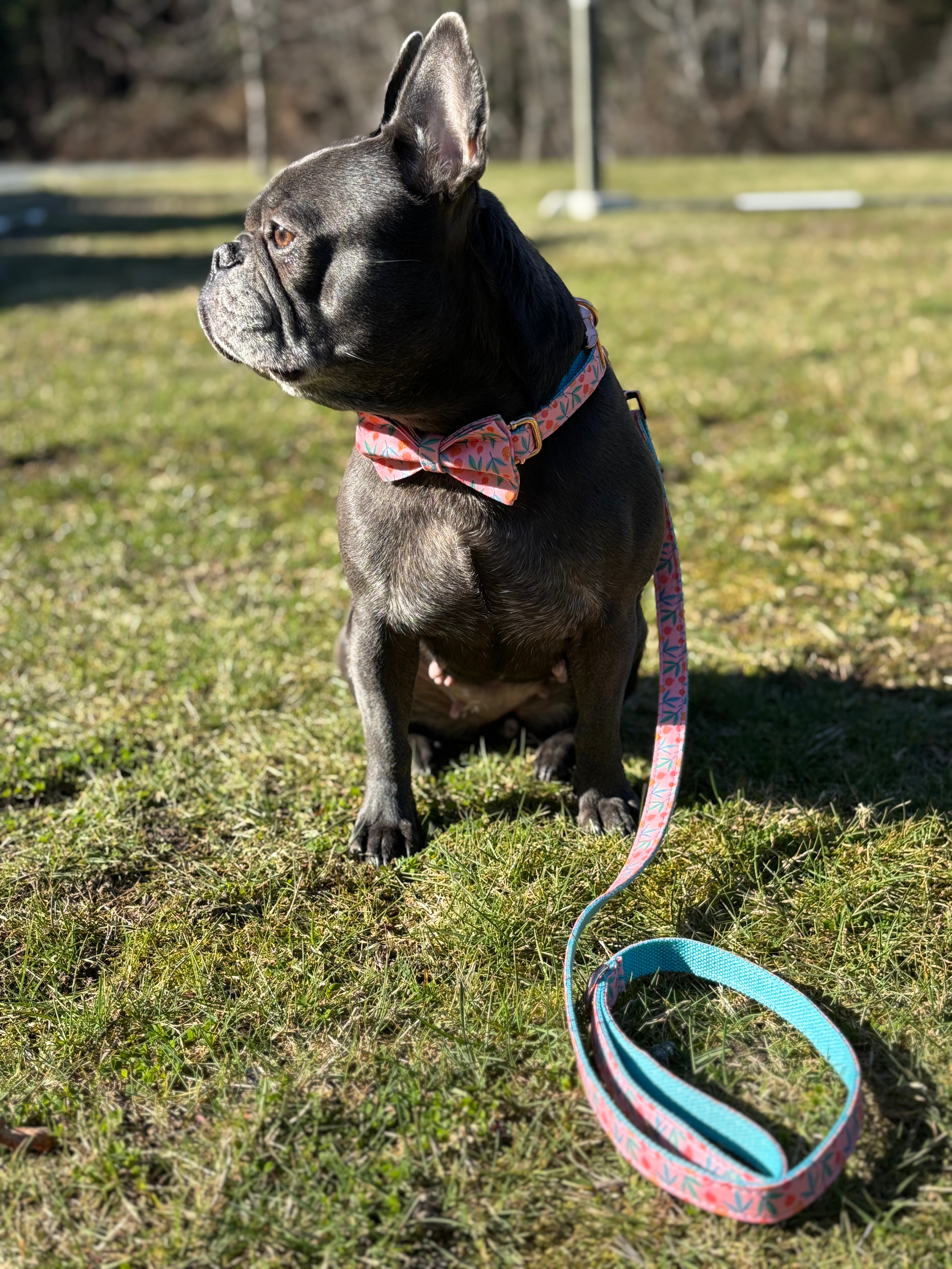 🍑 BERRY BLOSSOM COLLAR & BOW