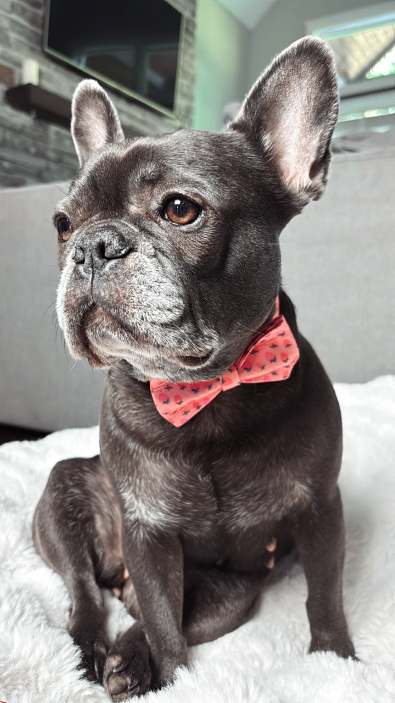 🍓SWEET STRAWBERRY COLLAR & BOW