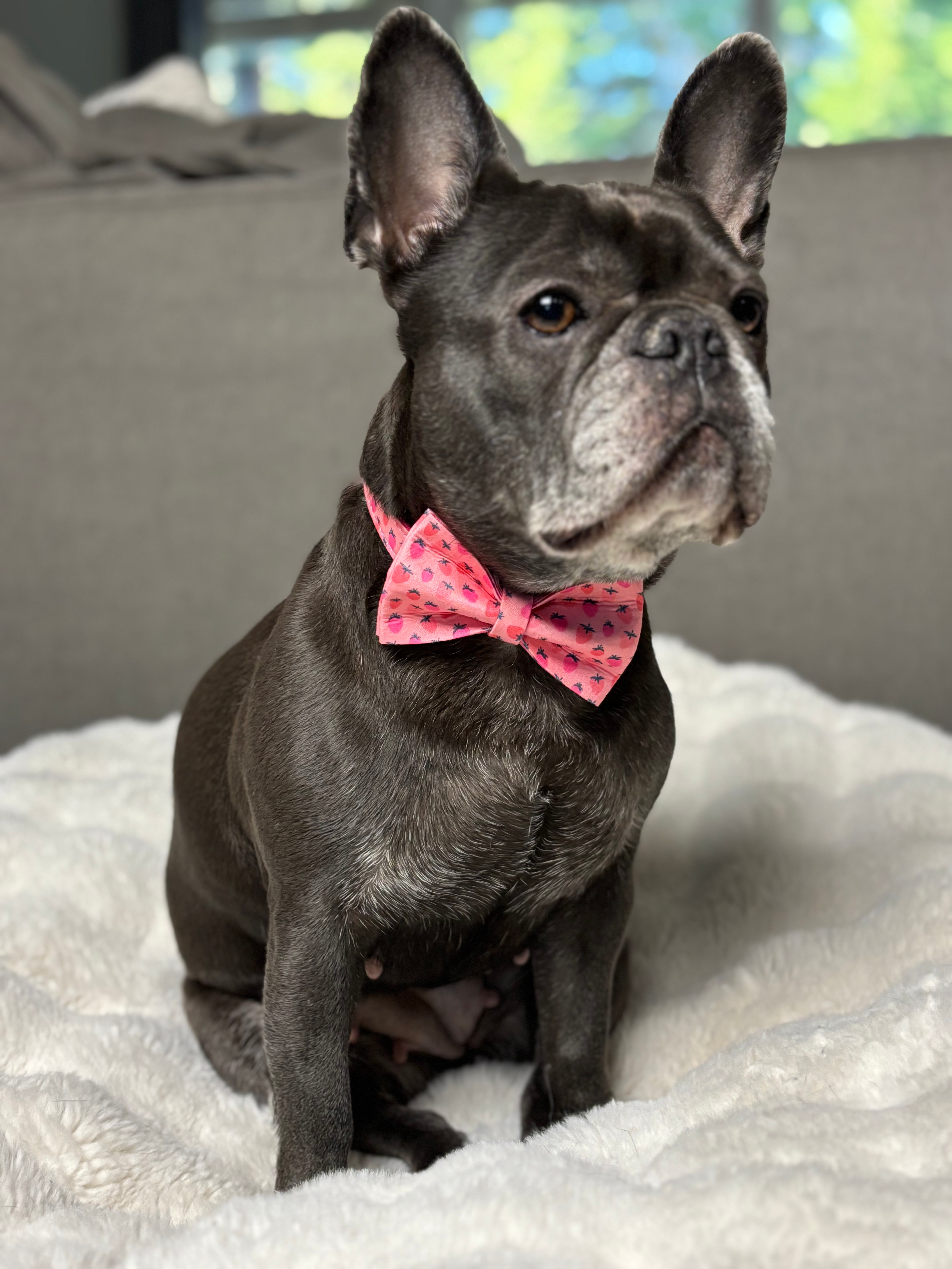 🍓SWEET STRAWBERRY COLLAR BOW & LEASH SET.