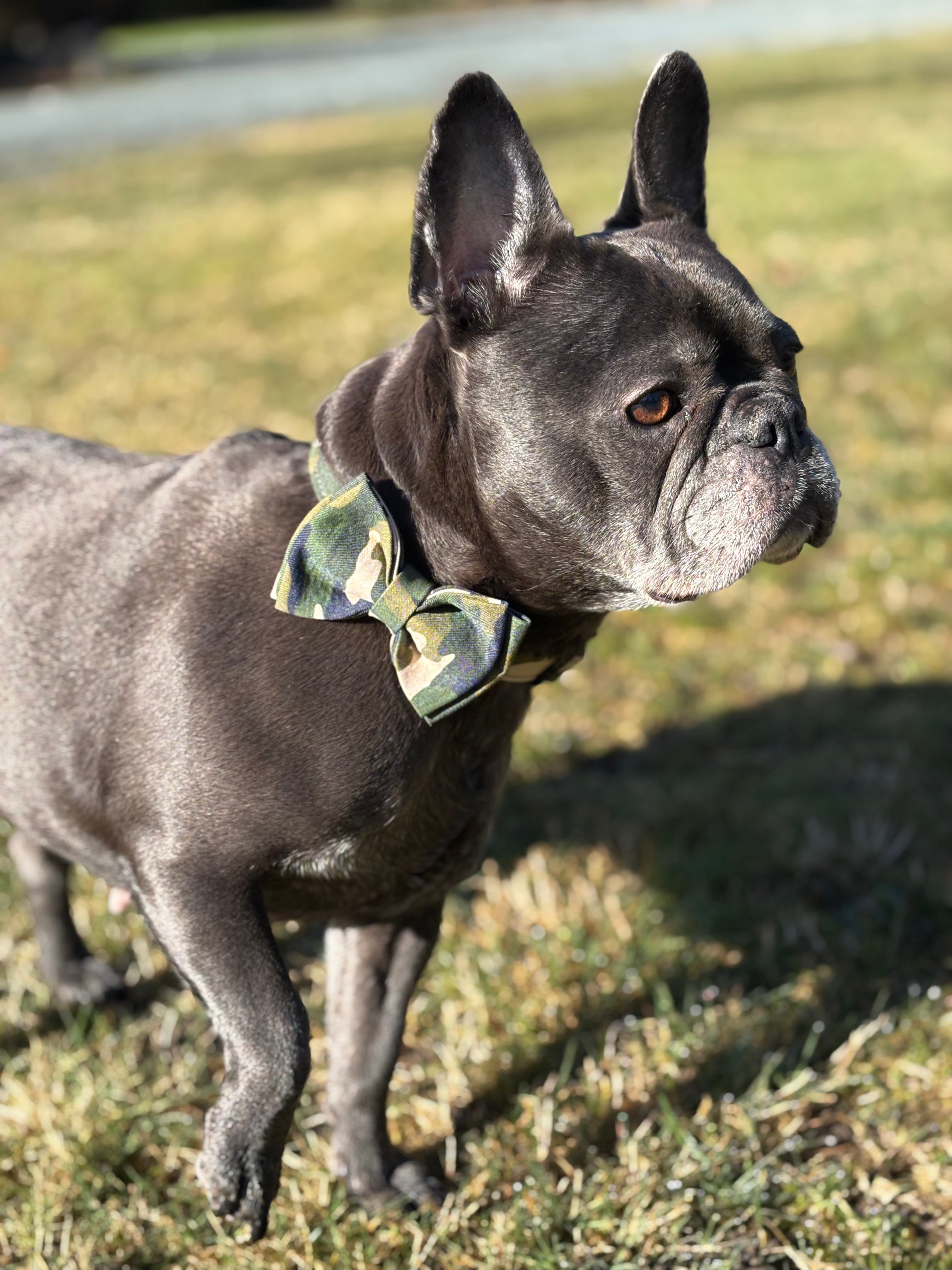 🎖️🌿 THE CAMO COLLAR & LEASH SET